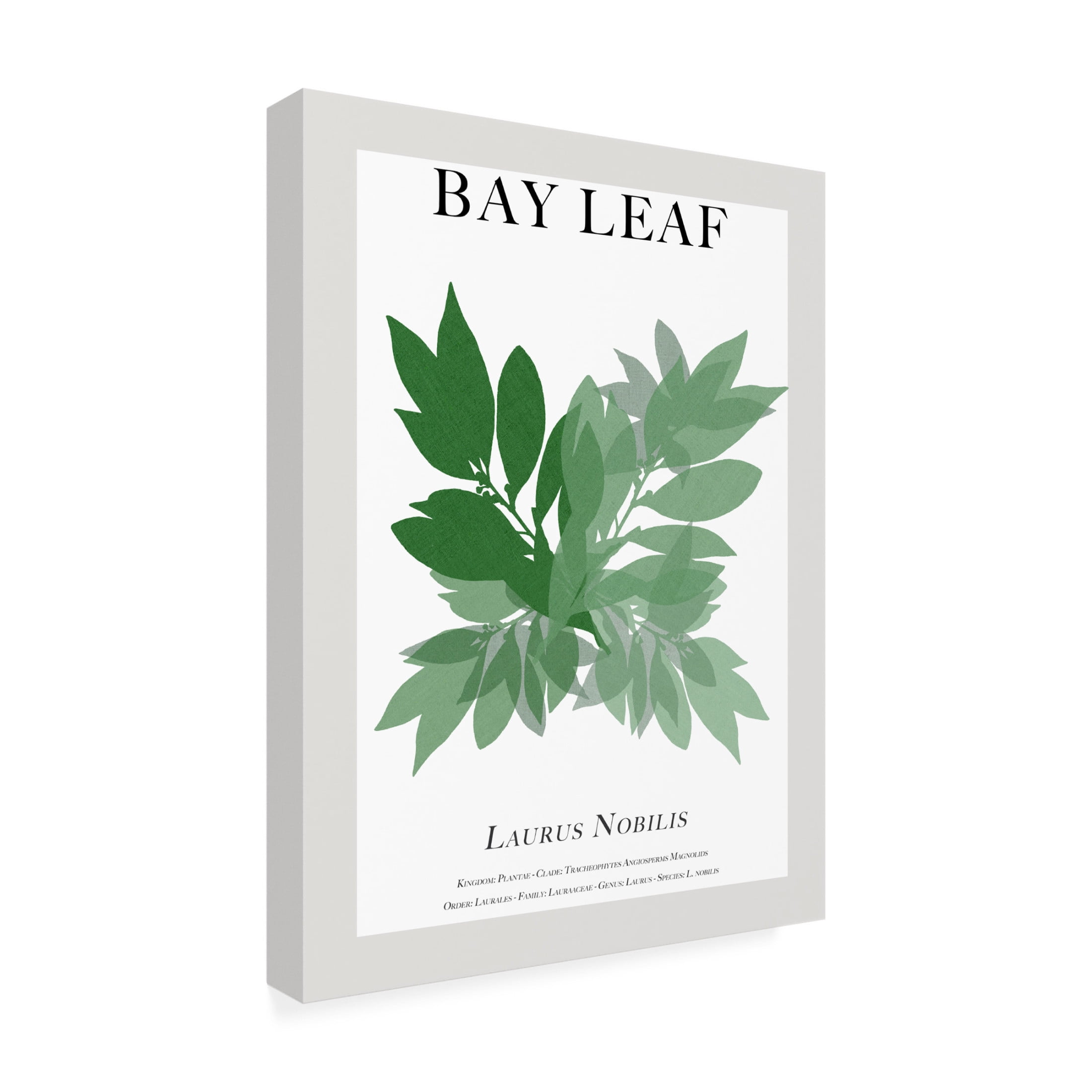 Trademark Fine Art Cartissi   Bay Leaf Canvas Wall Art