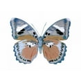 thumbnail image 2 of Bosco, Julia 24x19 White Modern Wood Framed Museum Art Print Titled - Butterfly in Pink II, 2 of 4