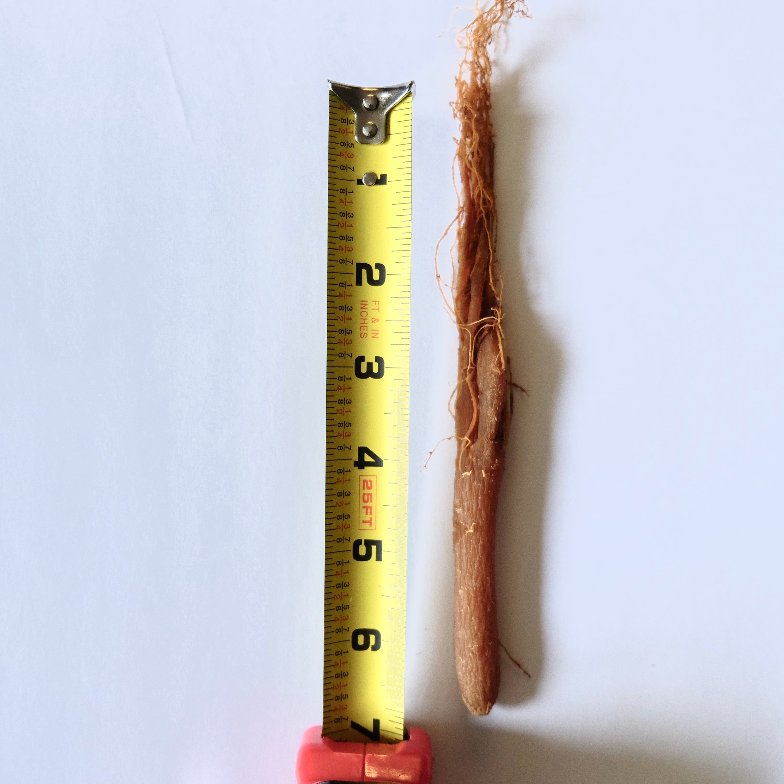 Ginseng Red Panax Ginseng Whole Ginseng Root