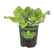 Bonnie Plants Buttercrunch Lettuce 19.3 oz.