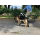 thumbnail image 1 of Correa Perro Para Bicicleta Profesional Uso Rudo ¡¡, 1 of 8