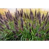 Seedville Dwarf Black Fountain Grass Seed (10 Count)