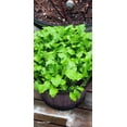 thumbnail image 3 of GSDWIUEW RAPINI Raab Broccoli 70-80 Seeds Heirloom Variety Seed, 3 of 3