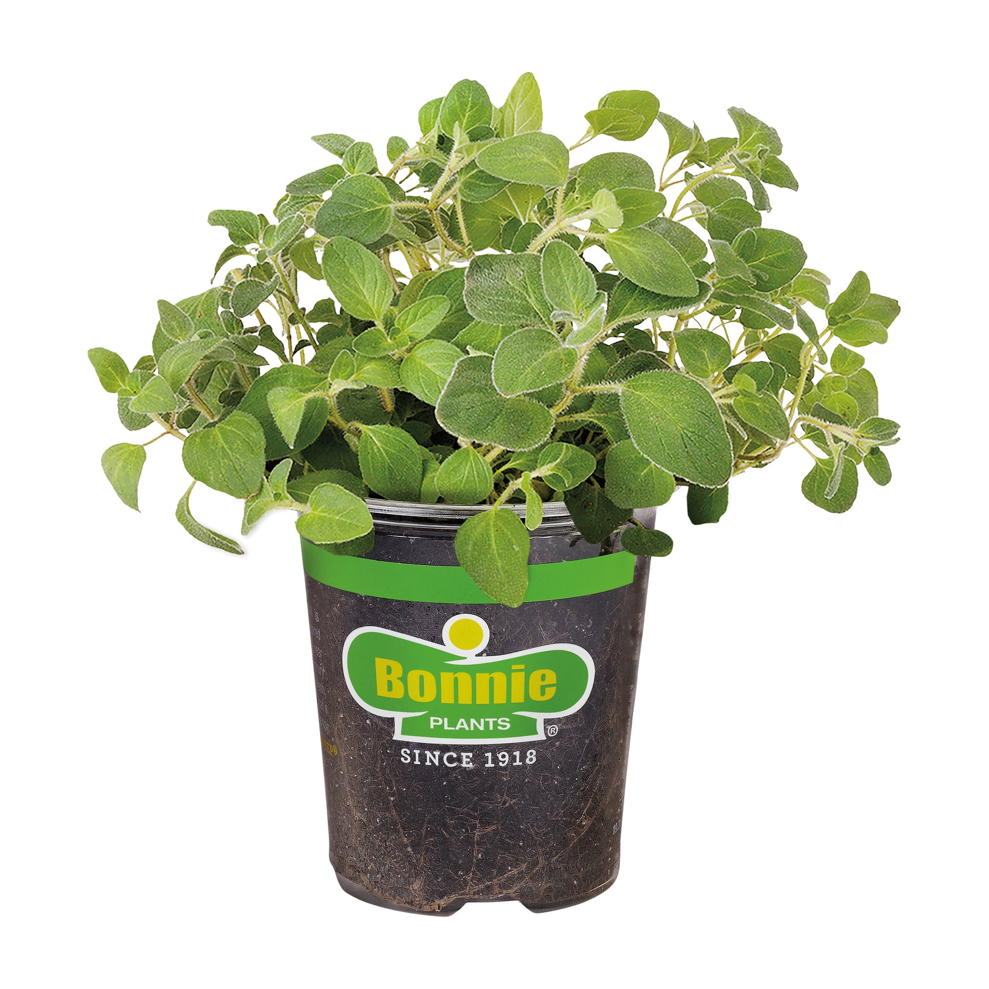 (2 pack) Bonnie Plants Italian Oregano 19.3 oz.