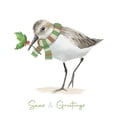 thumbnail image 3 of Sheppard, Lucca 12x14 Black Modern Framed Museum Art Print Titled - Christmas Sandpiper II, 3 of 5