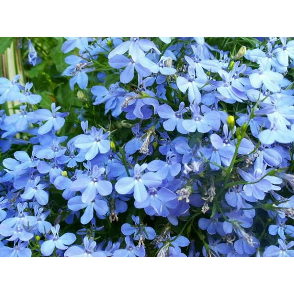 200 SKY BLUE LOBELIA Regatta Lobelia Erinus Flower Seeds