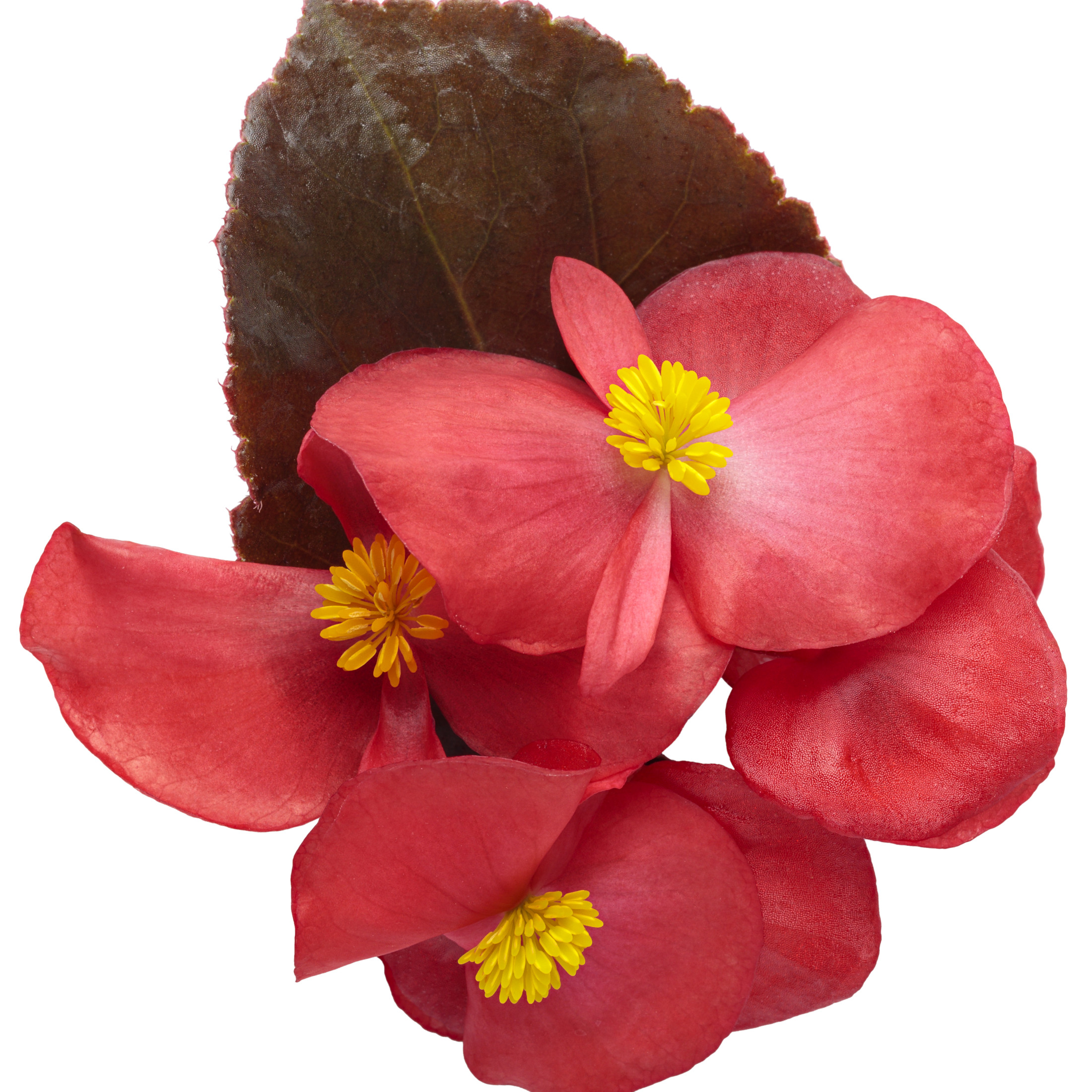 Proven Winners 4" Red Surefire Cherry Cordial Begonia Live Plant in 4.25" Pot (4 Count)