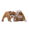 thumbnail image 2 of English Bulldog Puppies Wall Decal by Wallmonkeys Peel and Stick Graphic (36 in W x 24 in H) WM255047, 2 of 4