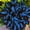 C, variant on Hostas For Planting-Easy Planting-Perennial-Gardens Decoration Premium Stakes (Felicitous,Non-Artificial)