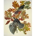 thumbnail image 2 of Audubon, John James 15x18 Black Ornate Wood Framed with Double Matting Museum Art Print Titled - Canada Jay, 2 of 4
