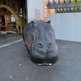 thumbnail image 5 of Hippo Life Size Statue, 5 of 8