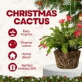 thumbnail image 4 of Red Christmas Cactus Live Houseplant, Thanksgiving Cactus in Compact 3in Pot, Ideal for Indoor Outdoor Arrangement, 4 of 5