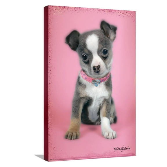 Keith Kimberlin - Puppy on Pink Background Canvas Wall Poster, 14.725" x 22.375"