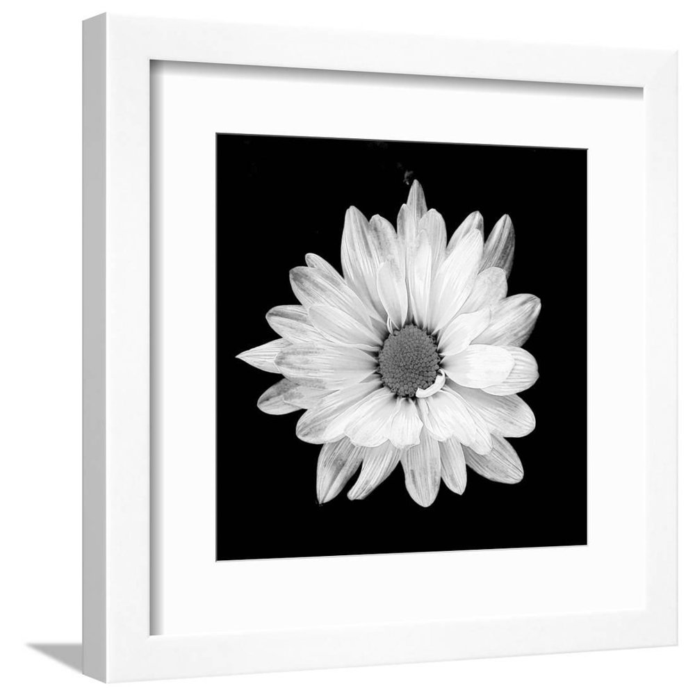 White Daisy, Botanical Framed Art Print Wall Art by Gail Peck Walmart