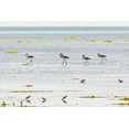 thumbnail image 2 of Wilson, Emily M. 14x11 White Modern Wood Framed Museum Art Print Titled - Middle East-Arabian Peninsula-Al Batinah South-Mahout-Flamingos, 2 of 4