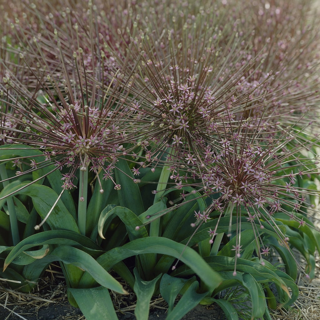 Van Zyverden Allium Schubertii Plant Bulbs (3 Count)