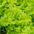 Burpee Black Seeded Simpson Lettuce Seed Tape NonGMO, Heirloom