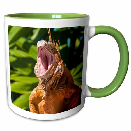 3dRose Mexico, Cozumel. Iguana lizard, Isla de Cozumel - SA13 MDE0094 - Michael DeFreitas - Two Tone Green Mug,