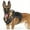 black, variant on HQREA No Pull Large Dog Harness Heavy Duty K9 German Shepherd Vest with Handle