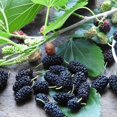 thumbnail image 3 of GSDWIUEW 50 Black Mulberry Seeds Morus, 3 of 5