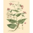 thumbnail image 2 of Miller, John 15x18 White Modern Wood Framed Museum Art Print Titled - Blushing Pink Florals VII, 2 of 4