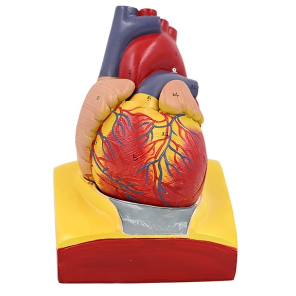 Human Heart Anatomy Model Human Heart Model for Lab Medicals Teaching Hospital