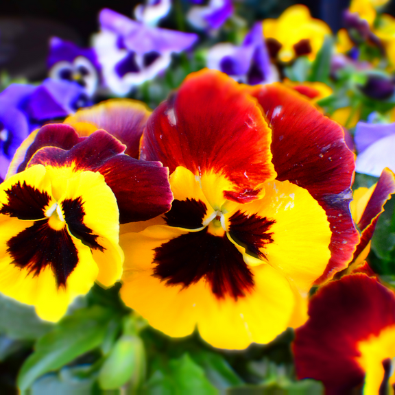 2 Live Mixed Pansy Plants, Colorful Flowers for Containers and Gardens,  USDA Zones 6-10, 3-5 Inch Tall