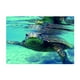 thumbnail image 2 of Fondo Adhesivo Subacuático Decoración Colco Tortuga 76x46cm Pecera de fondo pegatina, 2 of 8