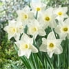 Bloomsz Daffodil Mount Hood Flower Bulb, 8-Pack