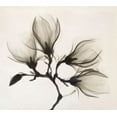 thumbnail image 2 of Unknown 13x12 White Modern Wood Framed Museum Art Print Titled - Branch with Four Magnolias, 1910-1925, 2 of 4