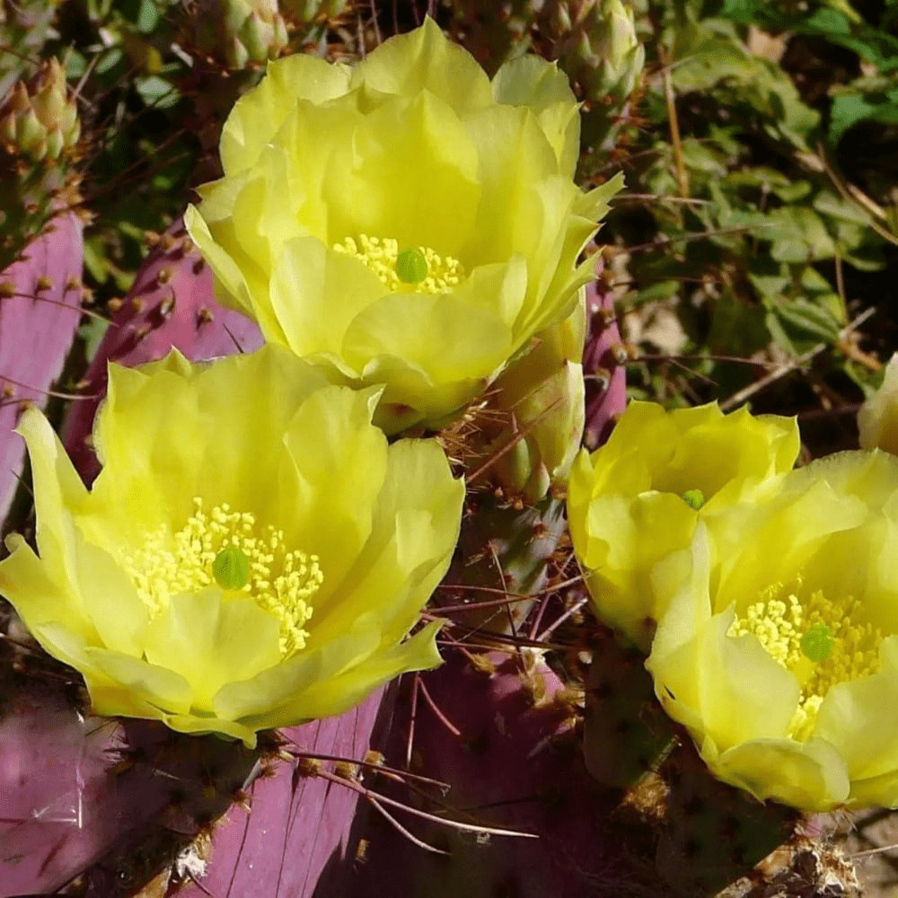 Purple Prickly Pear Cactus Plant in Pot, 6-8'' Tall, Rare Pear Cactus, Live Prickly Pear Cactus Plant for Indoor or Outdoor Planting