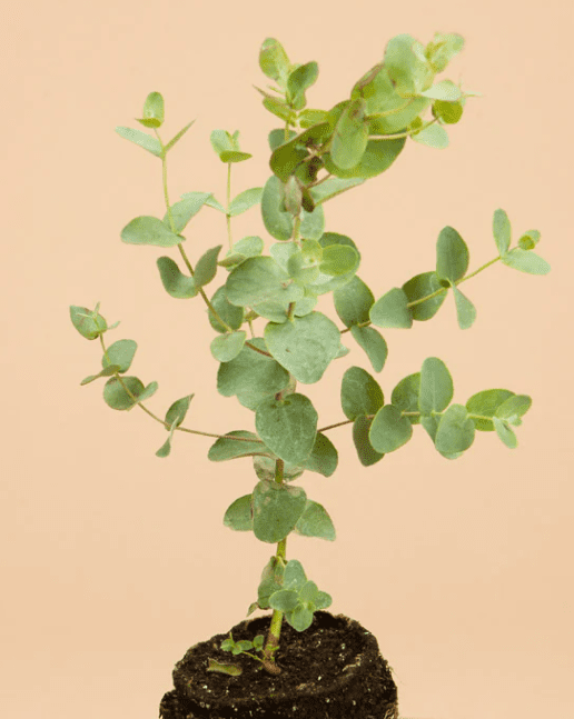 Silver Dollar Eucalyptus Live Plant, 5–7 Inch Tall Starter, Fragrant Eucalyptus Tree for Indoor or Outdoor Planting
