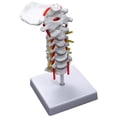 thumbnail image 1 of Vértebra cervical, arteria espinal, nervios espinales. Modelo anatómico. Anatomía para la enseñanza de ciencias en el aula., 1 of 5