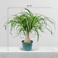 thumbnail image 4 of BLOSSOM BOOM GARDEN CENTER 16" Ponytail Palm Live Plants in 6" Pot, 4 of 5