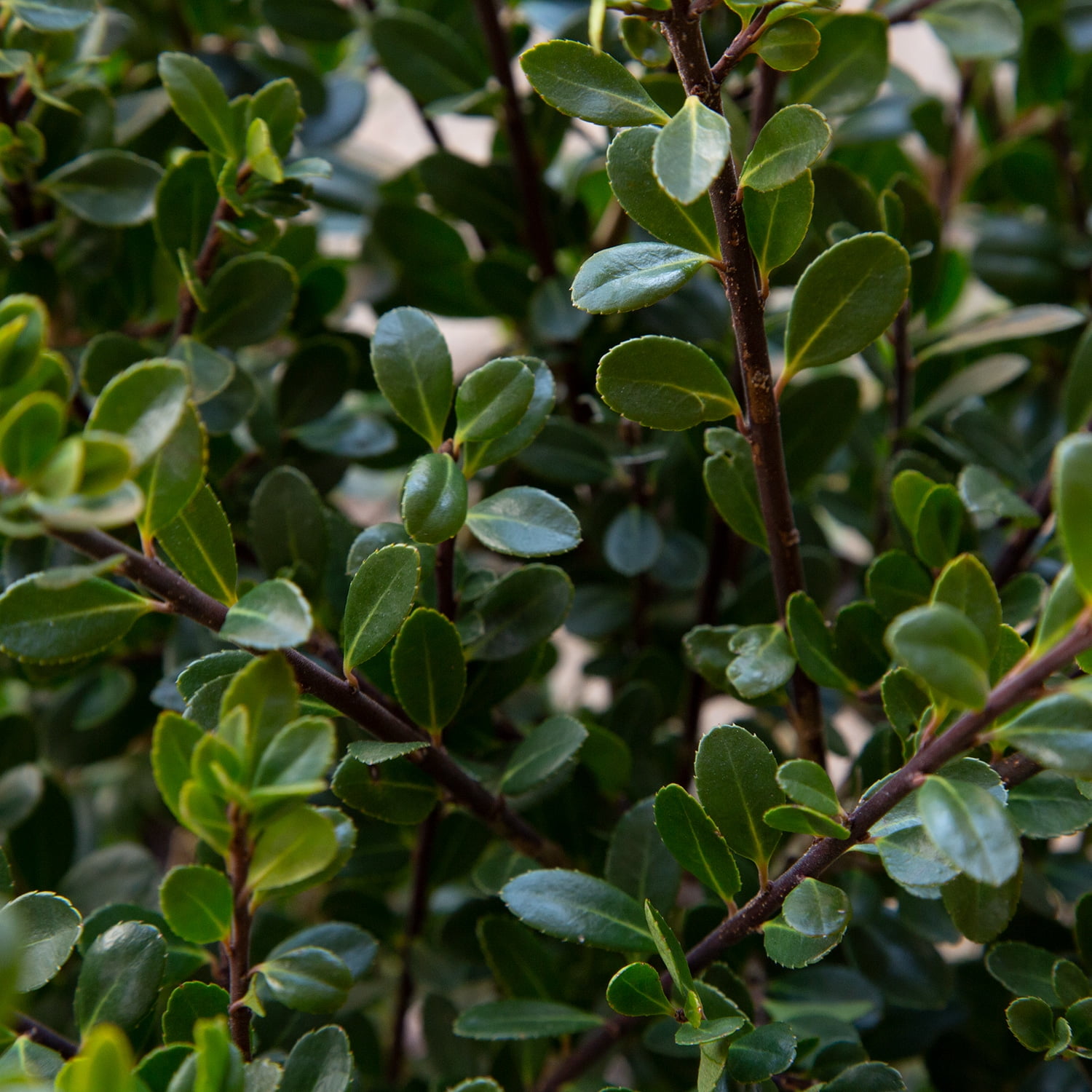 Compacta Japanese Holly (2.5 Quart) Compact Evergreen Shrub
