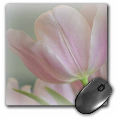 Floral Candy - 3dRose Candy Pink Tulip- Flowers- Floral Photography, Mouse Pad, 8 by 8 inches
