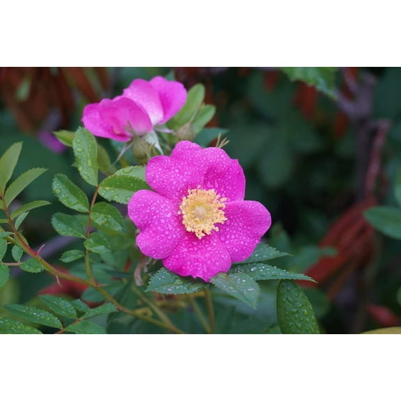 Woods Rose Seeds for Planting (30 Seeds) - Rosa woodsii - Grow Wild Rose Bushes