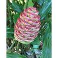 thumbnail image 4 of Pack 5 Hawaiian Awapuhi Shampoo Ginger Rhizomes Pinecone Ginger Red Ginger Lily Bulbs, Grow Indoor or Outdoor, 4 of 6