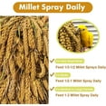 thumbnail image 5 of Advanllent Spray Millet for Birds, Grains, Birds Food Treats, 16oz, 5 of 7