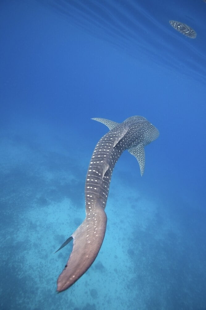 deep blue shark current location deep blue shark current location