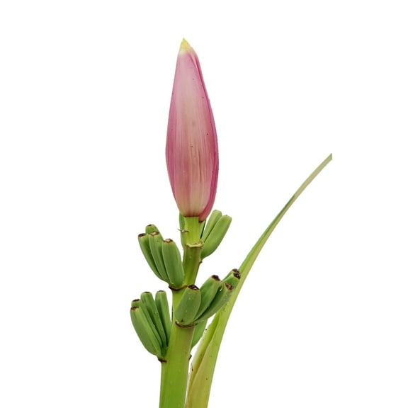 Musa Linda - Fresh Cut - 4 Stems