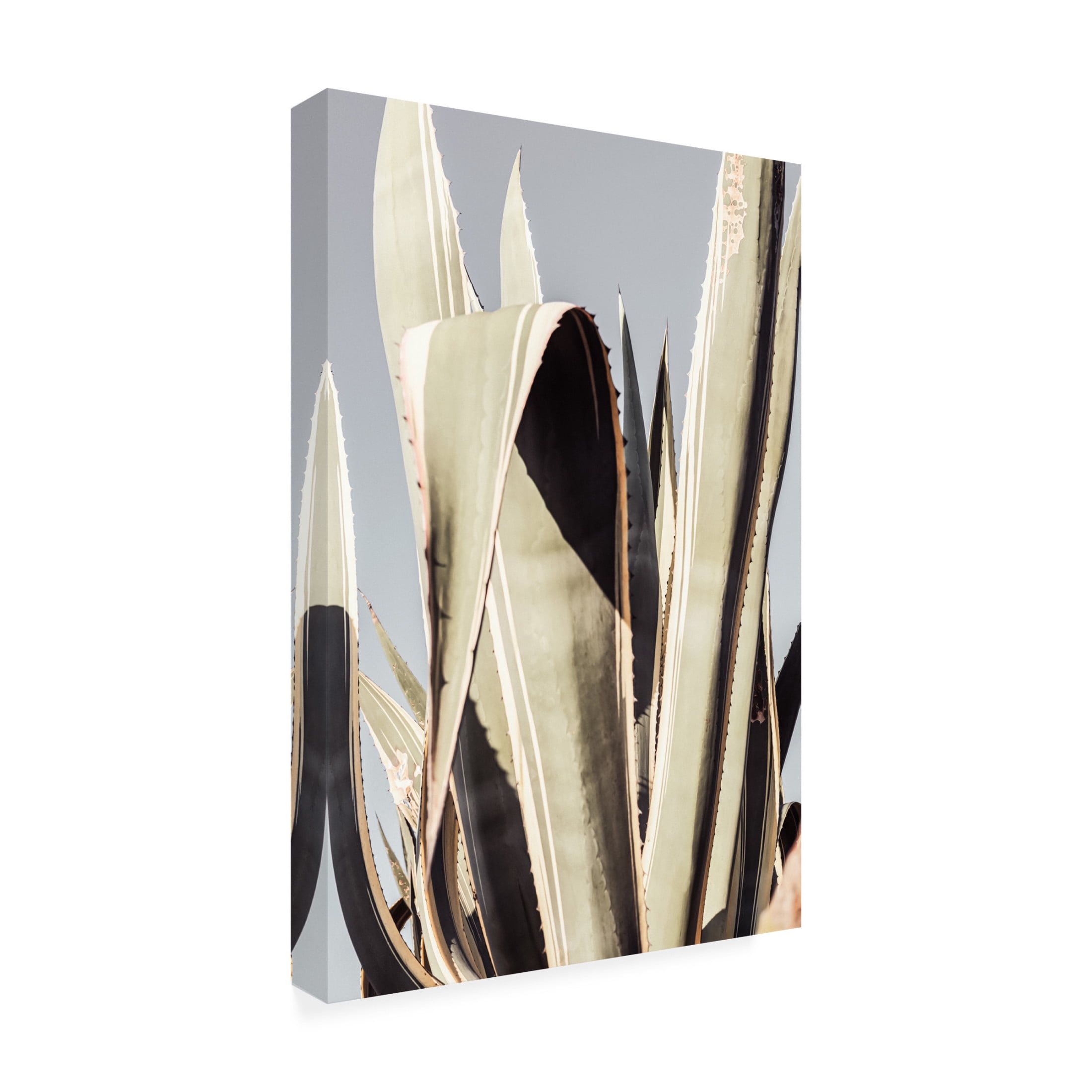 Trademark Fine Art Pictufy Studio Agave Canvas Wall Art