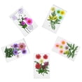 thumbnail image 2 of Flor seca natural Flores coloridas Ornamento Arte DIY Crafting Flossed Floral Seco Plant para tarjetas de boda Velas de resina 5 Conjuntos Speravity HA010742-00, 2 of 7