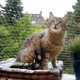 thumbnail image 1 of Valla para mascotas, red de seguridad para balcones, valla protectora de nailon para niños y mascotas, red antidepresión para gatos, 1 of 4