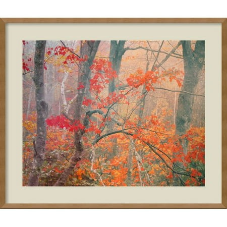 Amanti Art William Neill Framed Photographic Print