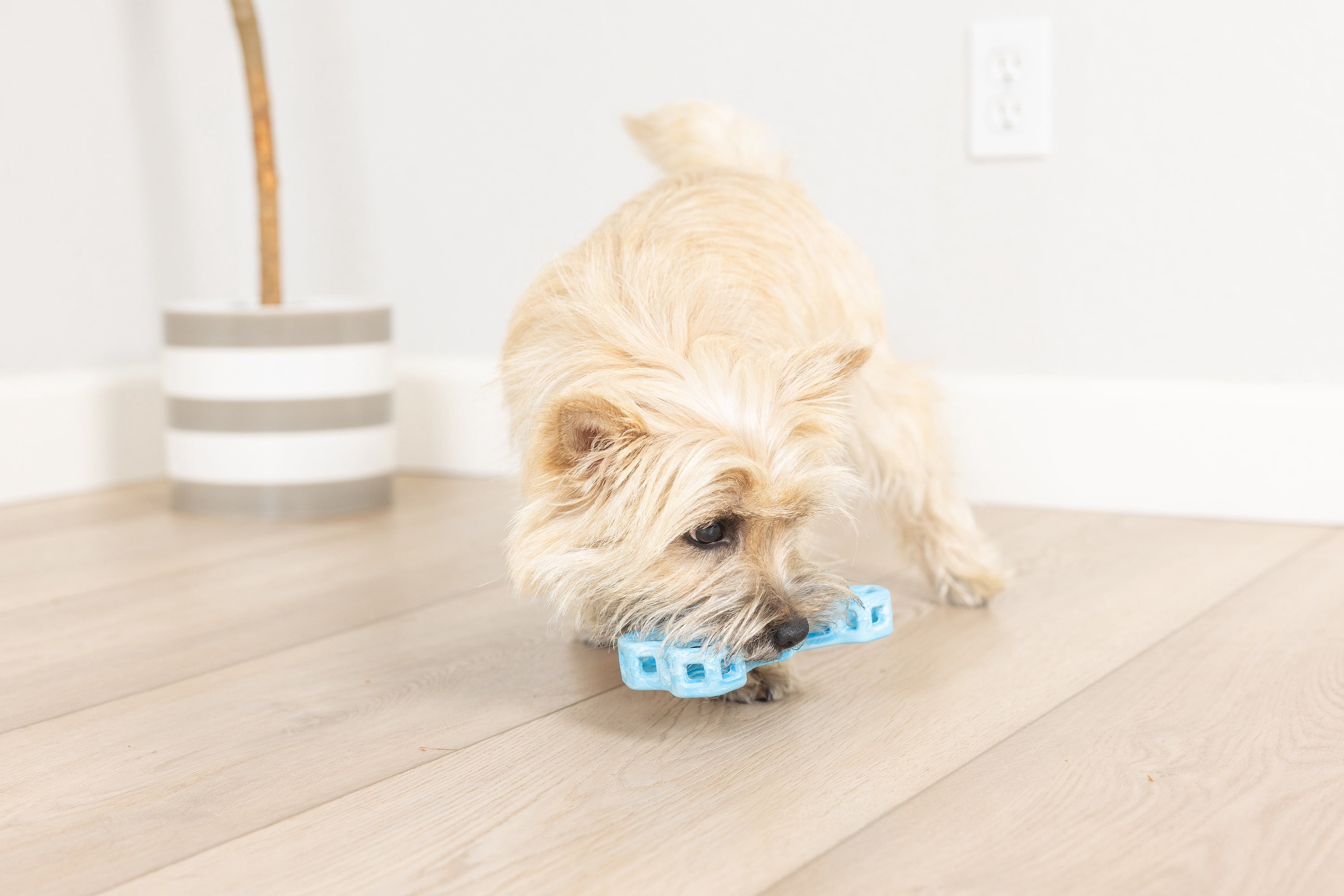 Chuckit! Holee Roller Dog Treat Puzzle Bone, Small, Blue – Treat & Chew Toy for Dogs Up to 20 lb, Pack of 1