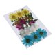 thumbnail image 3 of 1 Paquete de Hojas Secas Zulema Naturales Prensadas para Manualidades, 3 of 8