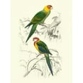 thumbnail image 2 of DOrbigny, M.Charles 25x32 Gold Ornate Wood Framed with Double Matting Museum Art Print Titled - Birds of Costa Rica IV, 2 of 4