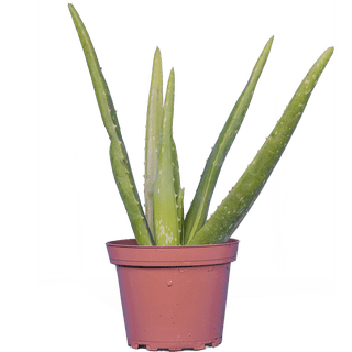 artificial elephant ear plant Artificial Elephant Ear Plant main image 1