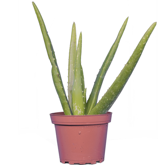 Aloe Vera (S) Live Plants in 4" growers pot